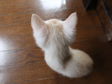 キノコ生えてきた にゃんてワンダホー キノコ生えてきた にゃんてワンダホー