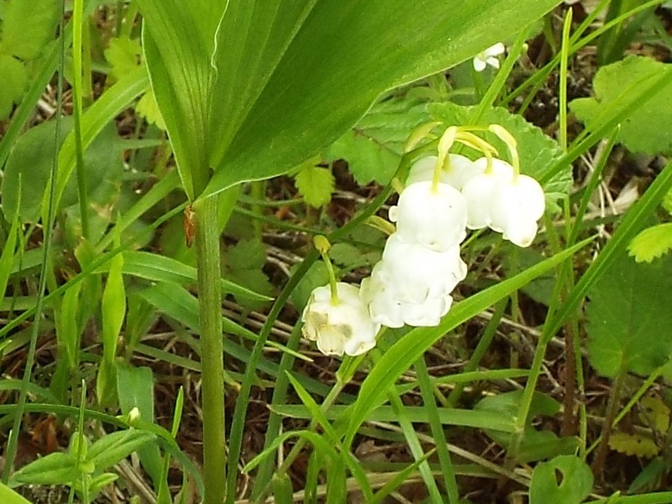 ６月１１日　入笠山の下見_e0145782_62577.jpg