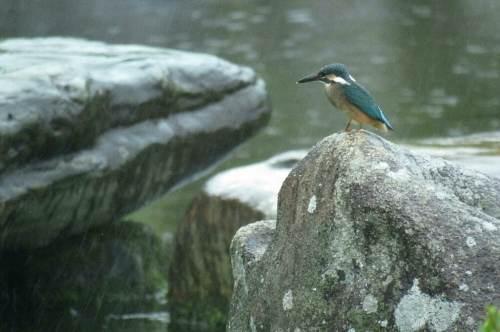 2016年6月16日撮影(ｶﾜｾﾐ幼鳥)その1_e0357387_07242027.jpg