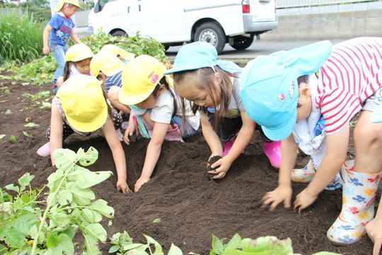 Potato Picking!_a0115391_1722286.jpg