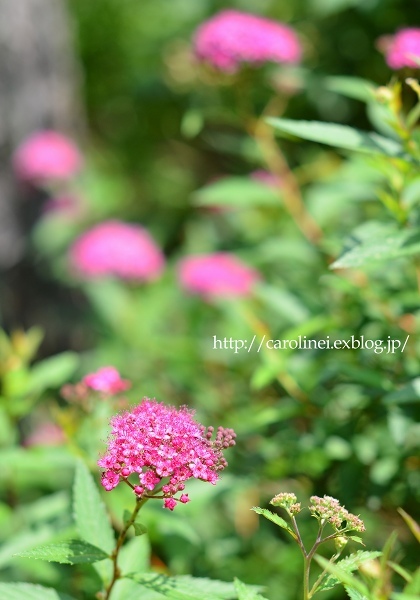 庭の様子と、和菓子の日のいが餅　　My Garden Today & Homemade Mochi of The Day of Japanese Confectionery_d0025294_12214751.jpg