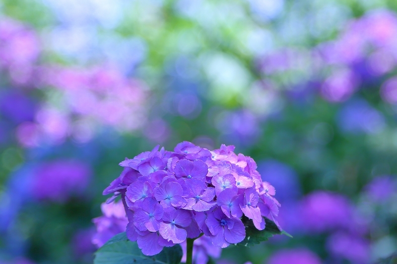 千葉県の あじさい寺 とも言われる本土寺で 噂の真っ赤な紫陽花を探しました 旅プラスの日記