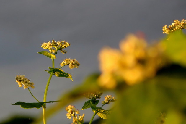 胸張るそばの花_a0214206_18571721.jpg