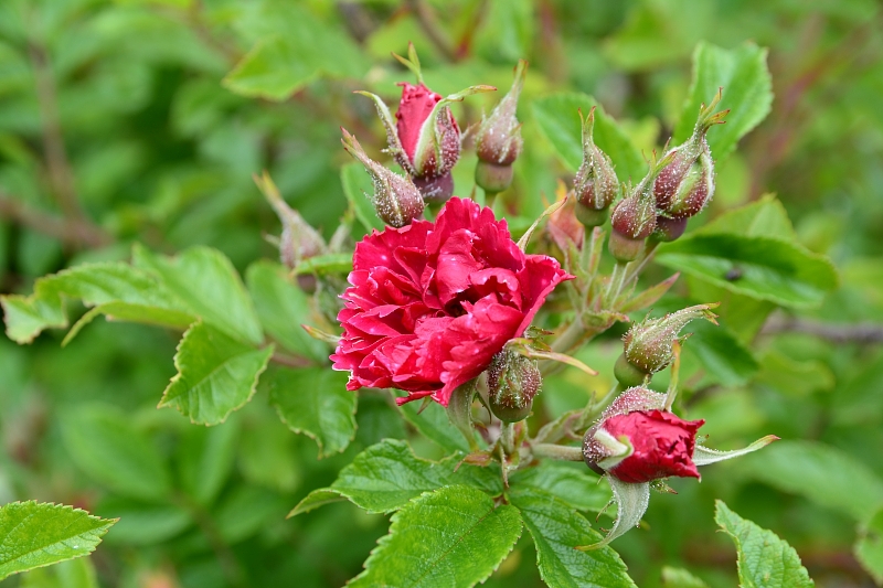 a0248508_18334191.jpg