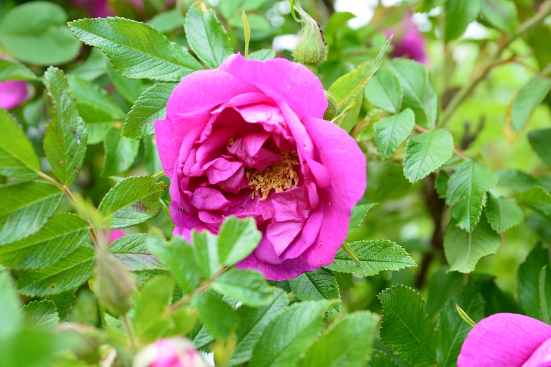 a0248508_183350100.jpg