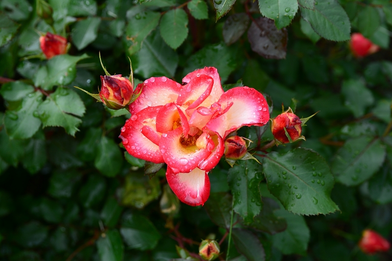 a0248508_18372433.jpg