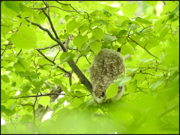 ヤマボウシが見ごろ_b0019313_17235751.jpg