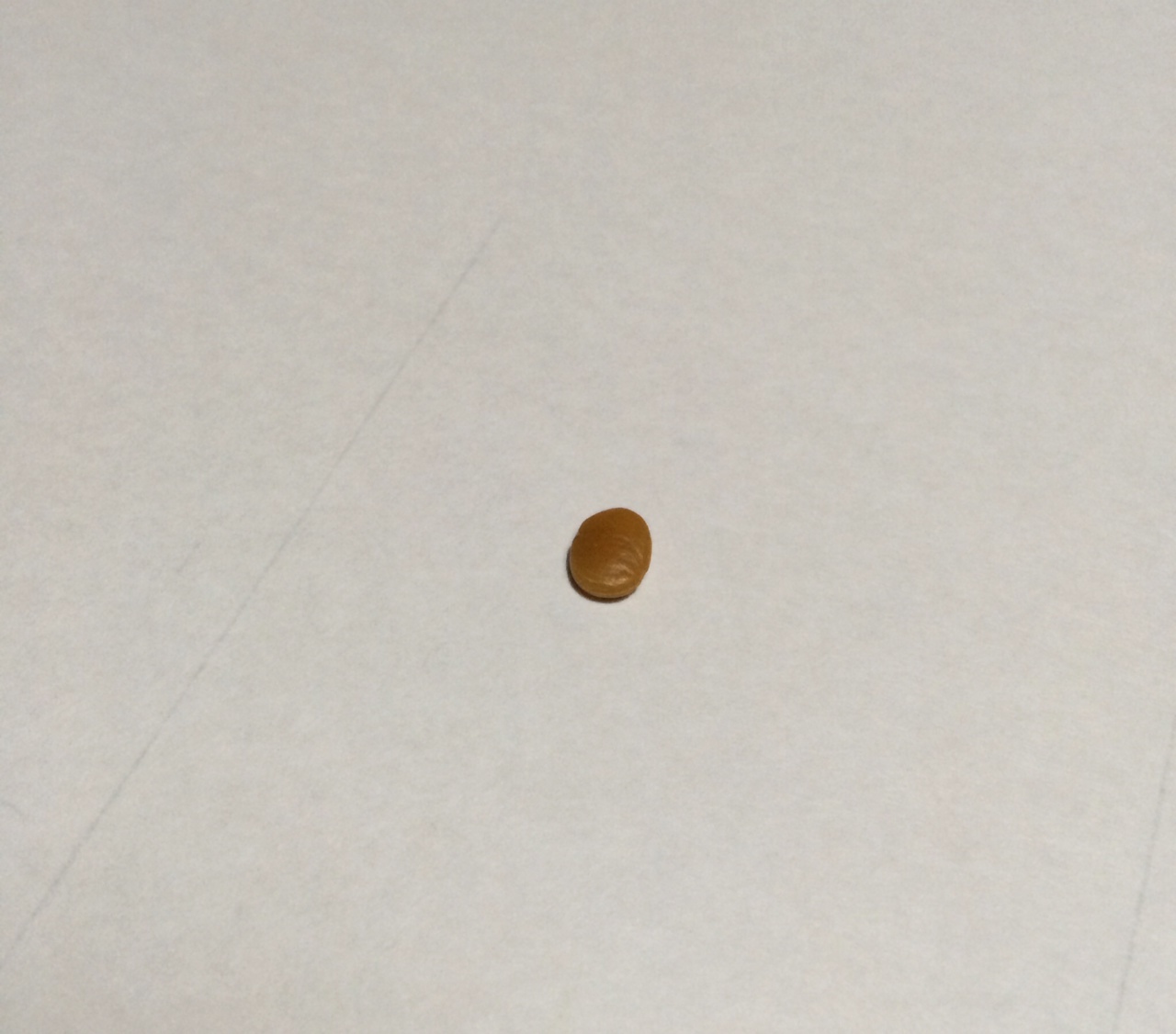 きつねの小判 坂塾 きつねの小判 坂塾