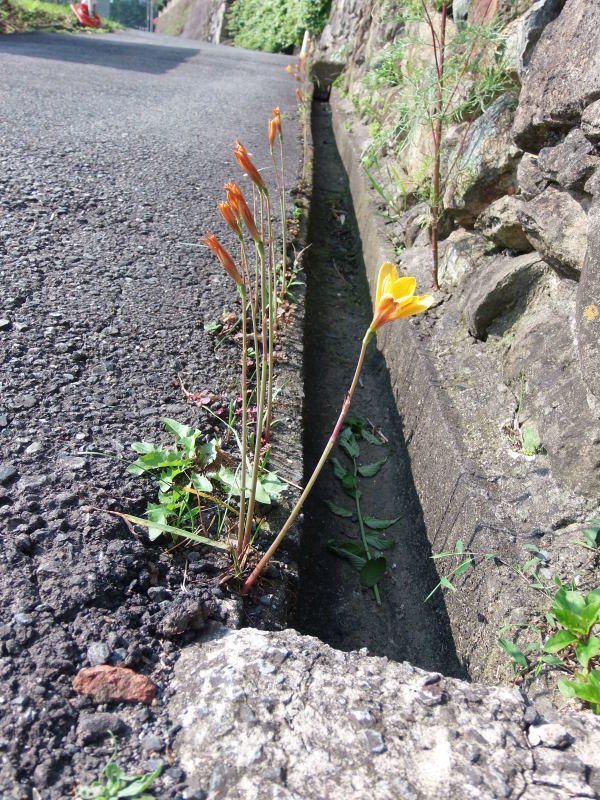 手作りの味を。_a0125419_20415447.jpg