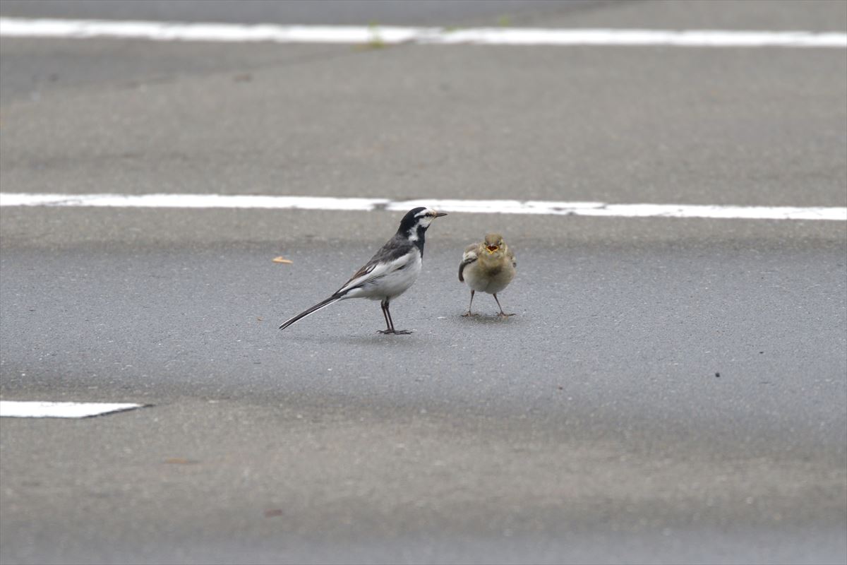 ハクセキレイの幼鳥_a0145819_21502423.jpg