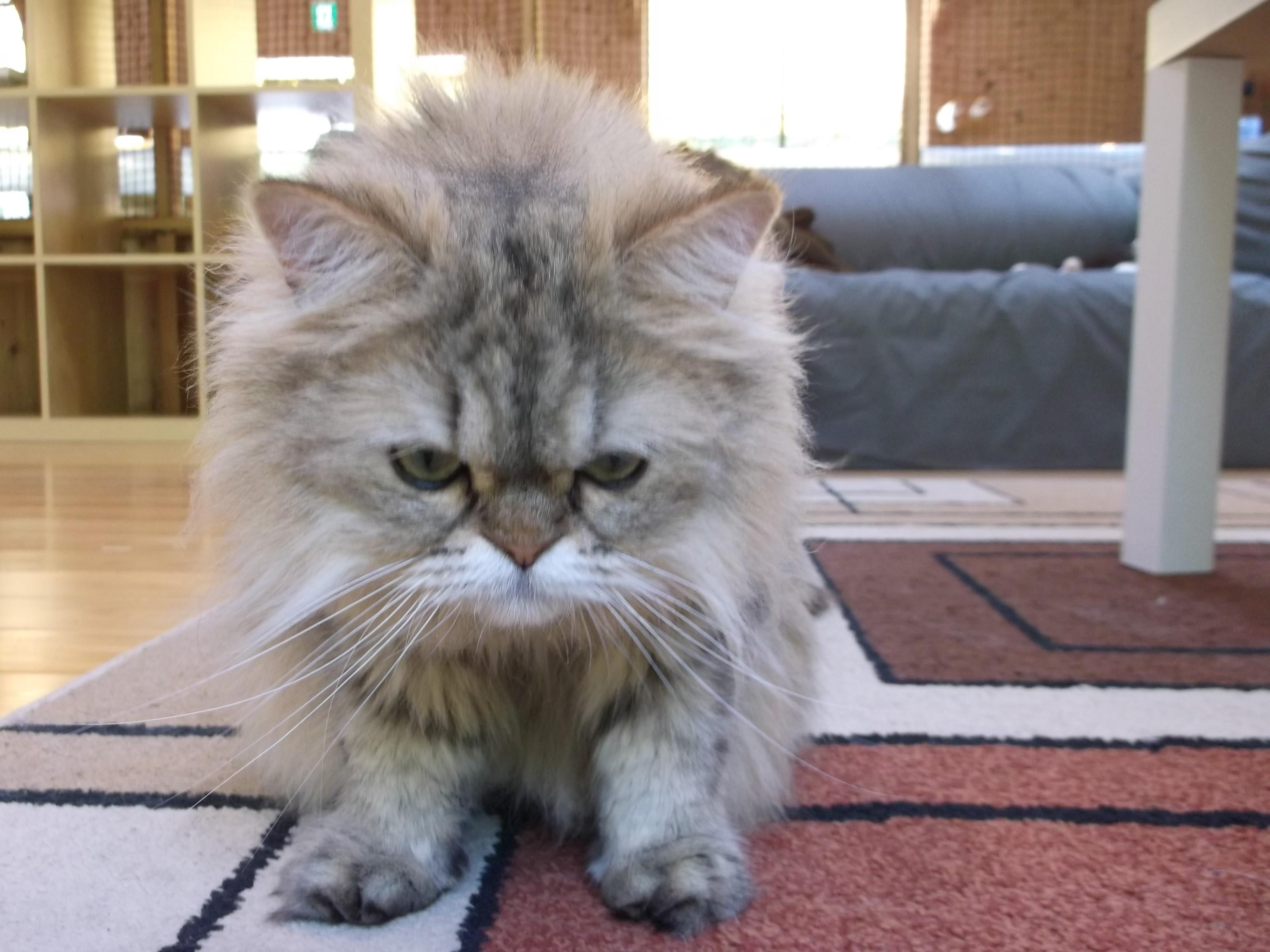 ポール セロー ワールズ エンド シェークスピアの猫 ポール セロー ワールズ エンド シェークスピアの猫