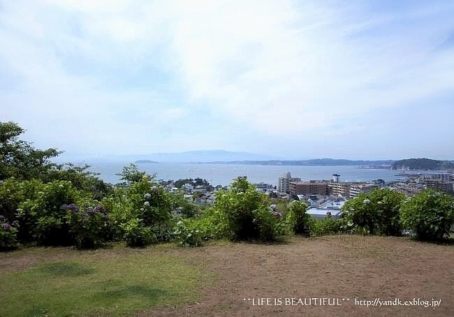 海の見えるあじさい公園_d0083623_20541018.jpg
