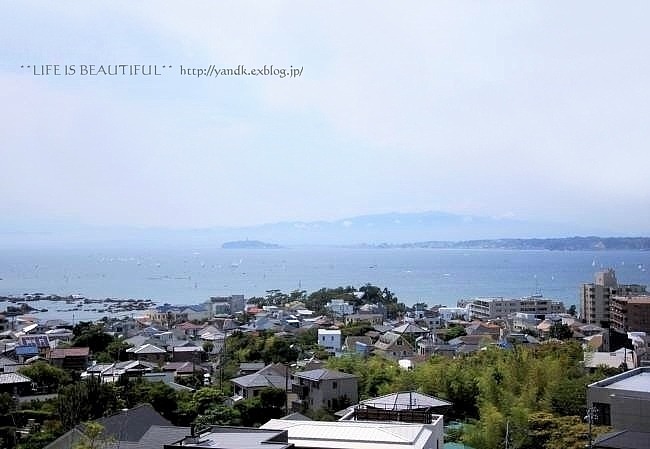 海の見えるあじさい公園_d0083623_20591533.jpg