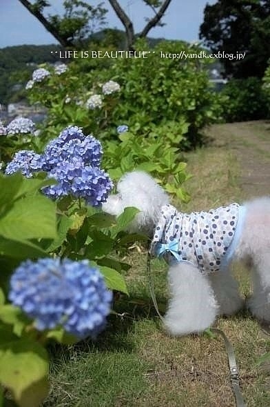 海の見えるあじさい公園_d0083623_210436.jpg