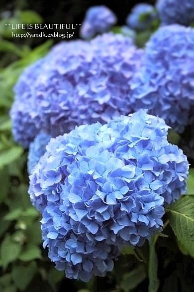 海の見えるあじさい公園_d0083623_212359.jpg