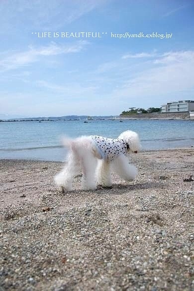 海の見えるあじさい公園_d0083623_2133394.jpg