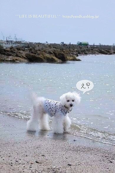 海の見えるあじさい公園_d0083623_21365310.jpg