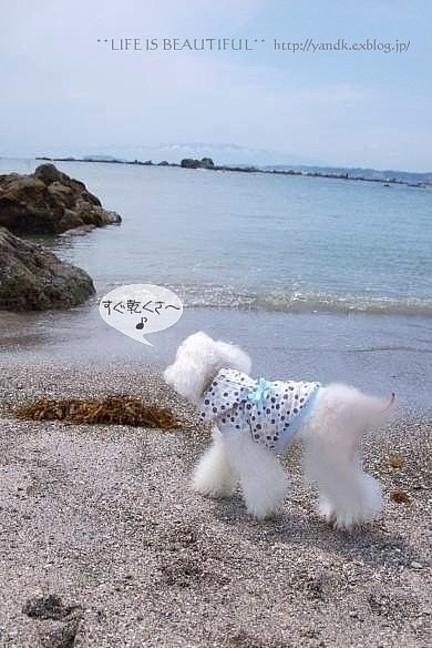海の見えるあじさい公園_d0083623_21433412.jpg