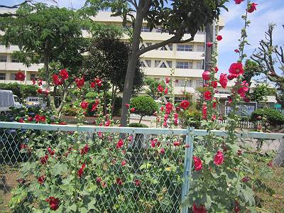 d0065324_1743260.jpg