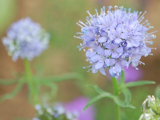 ギリア カピタタ 花の仲間調べ ギリア カピタタ 花の仲間調べ