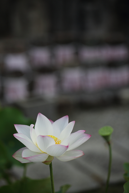 奈良・西ノ京「ロータスロード」 －喜光寺（前編）－_b0169330_1751787.jpg
