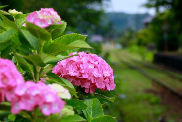 【いすみ鉄道】いすみ＆小湊鉄道 part 1_f0348831_09372301.jpg