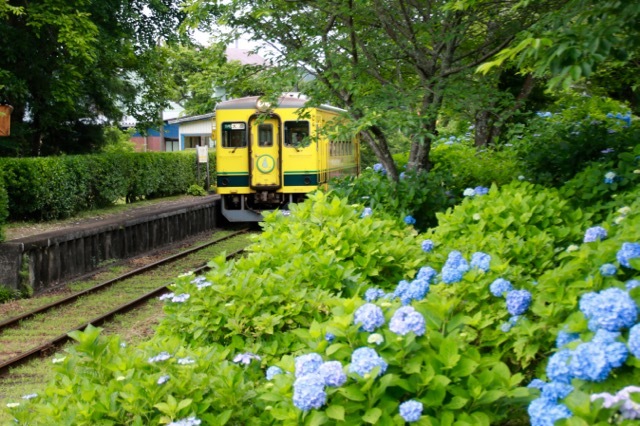 【いすみ鉄道】いすみ＆小湊鉄道 part 1_f0348831_09372439.jpg