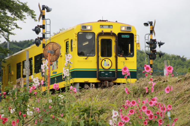 【いすみ鉄道】いすみ＆小湊鉄道 part 1_f0348831_09374505.jpg