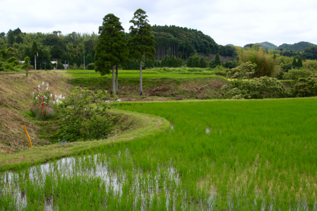 【いすみ鉄道】いすみ＆小湊鉄道 part 1_f0348831_09374527.jpg