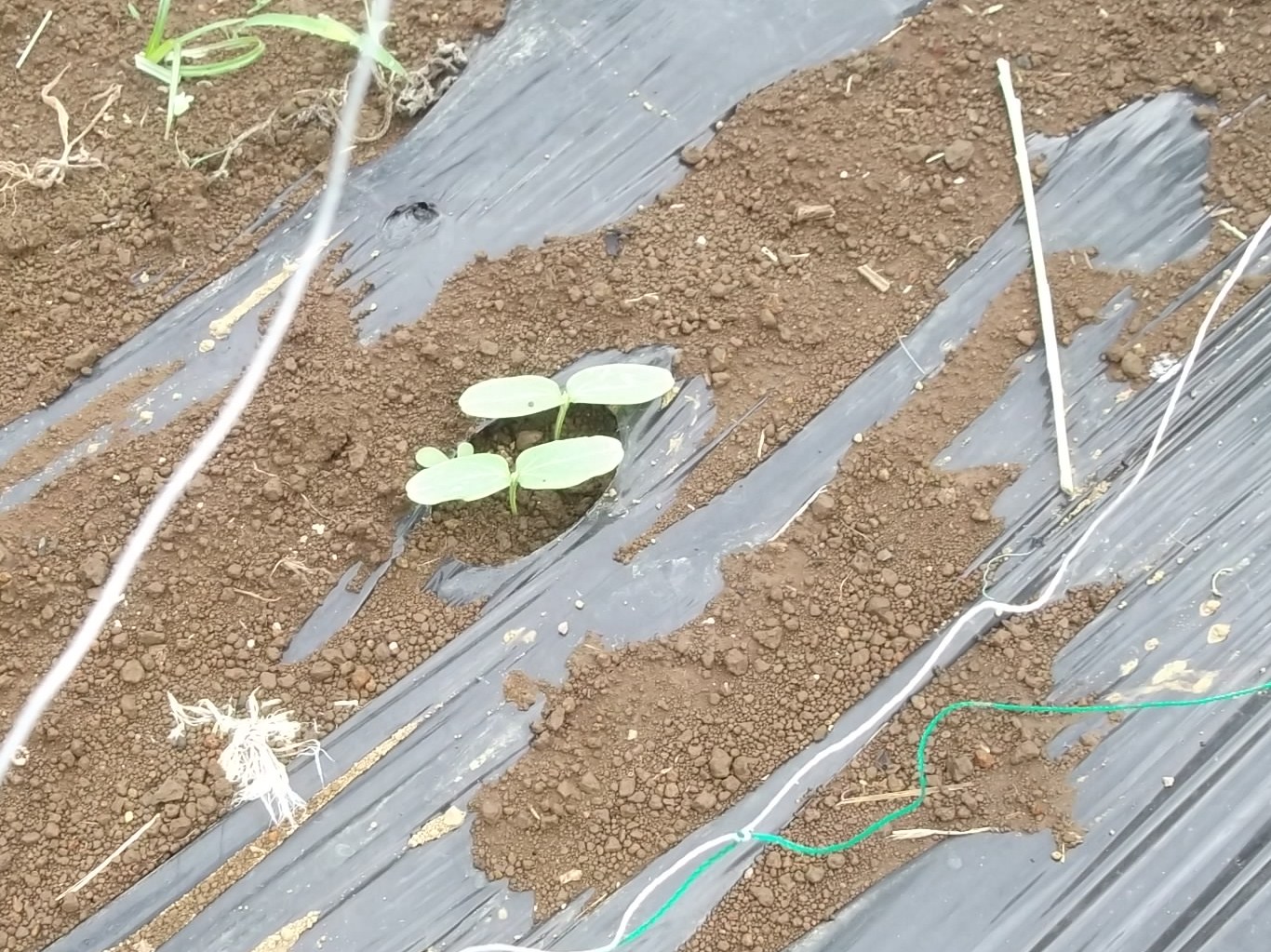 いつになれば..赤くなる!_b0137932_16403586.jpg
