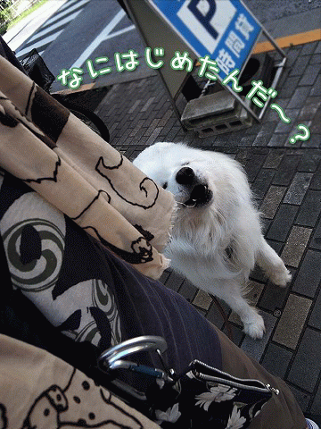 はじめました2_c0062832_1112485.gif