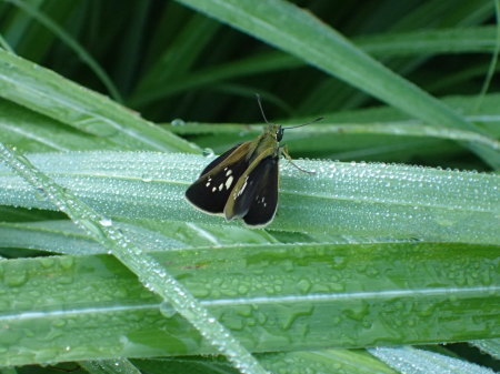 ２０１６年６月中旬　栃木県_c0353632_15543200.jpg