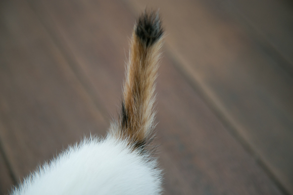 ☆三毛猫ちゃん里親募集のお知らせ☆_b0286634_1554172.jpg
