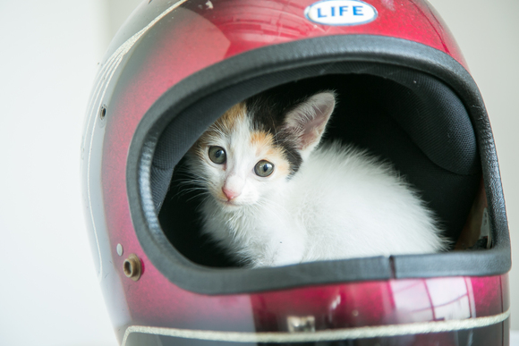 ☆三毛猫ちゃん里親募集のお知らせ☆_b0286634_1554465.jpg