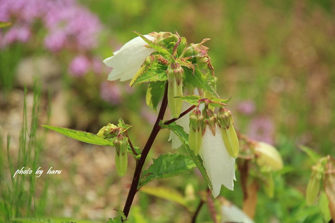 高原は花盛り_f0297537_19330272.jpg