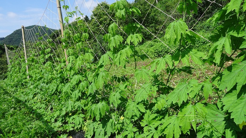 畑の野菜も草も大きくなってきました 2の2_c0357038_17385887.jpg