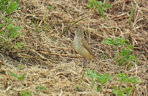 越谷レイクタウンのオオヨシキリ Great reed warbler_f0206939_9591819.jpg