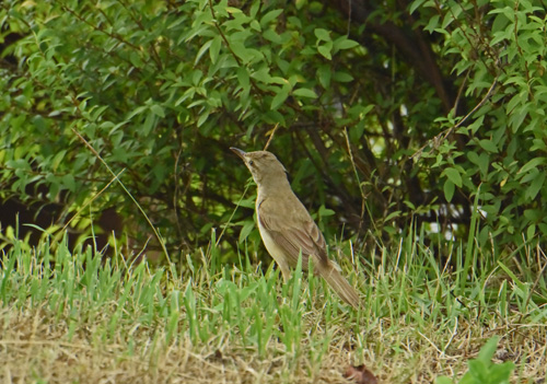 越谷レイクタウンのオオヨシキリ Great reed warbler_f0206939_9594761.jpg