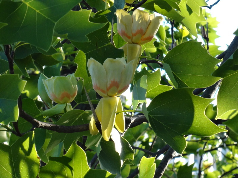 ゆりの木の花 花と俳句のコラボレーション ゆりの木の花 花と俳句のコラボレーション