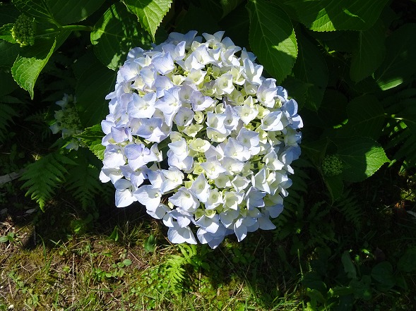 馬見丘陵公園の紫陽花_b0299042_21463435.jpg