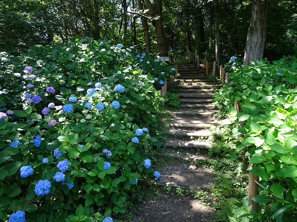 馬見丘陵公園の紫陽花_b0299042_2146420.jpg