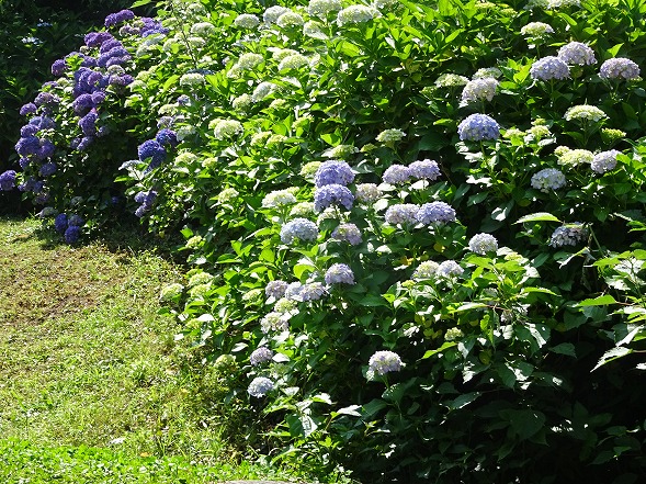 馬見丘陵公園の紫陽花_b0299042_21473385.jpg