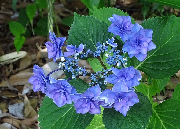 b0299042_21474372.jpg