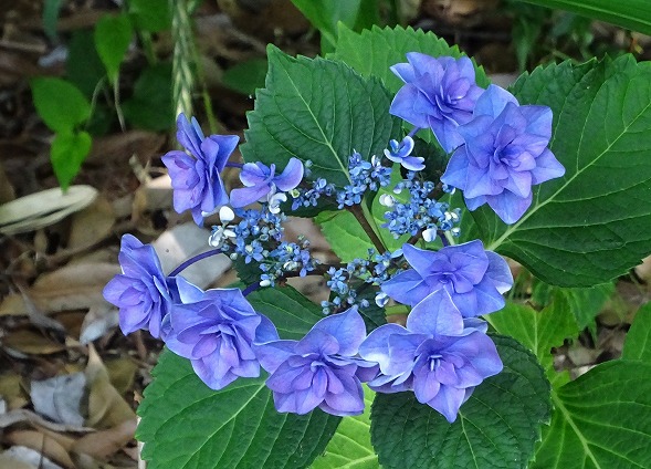 馬見丘陵公園の紫陽花_b0299042_21474372.jpg