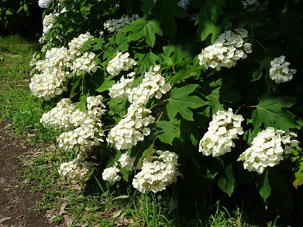 馬見丘陵公園の紫陽花_b0299042_21484234.jpg