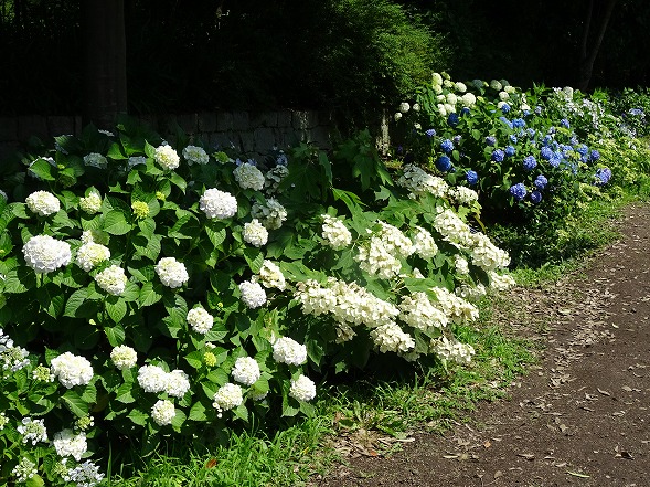 馬見丘陵公園の紫陽花_b0299042_21485354.jpg