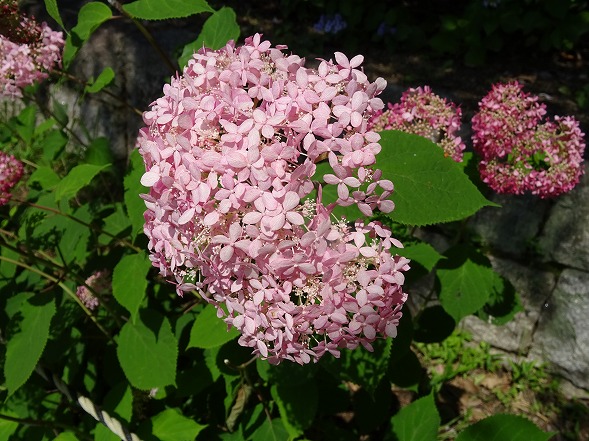 馬見丘陵公園の紫陽花_b0299042_2148945.jpg