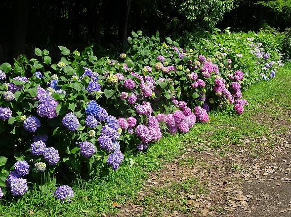 馬見丘陵公園の紫陽花_b0299042_21492273.jpg