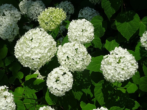 馬見丘陵公園の紫陽花_b0299042_21493682.jpg