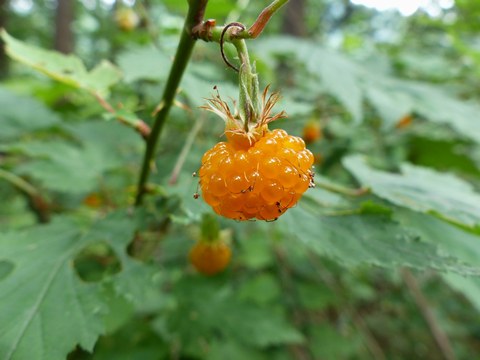 初夏の山野草_c0026142_9363298.jpg